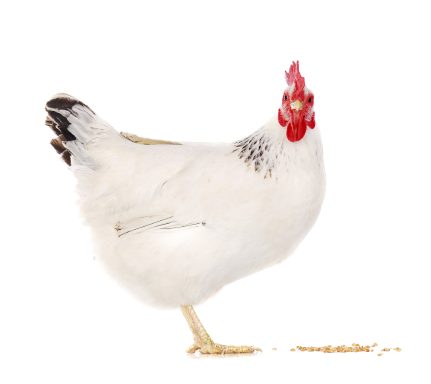 agriculture vivante